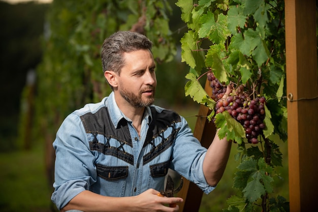 Proprietário de vinha masculino. vinicultor profissional na fazenda de uvas. colheitadeira de homem positivo