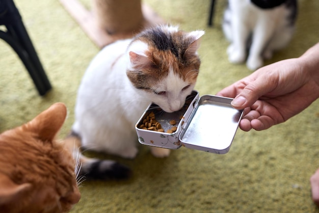 Proprietário do animal de estimação alimentando o gato com grânulos de comida seca da palma da mão Homem mulher dando deleite ao gato Lindo gatinho felino listrado doméstico