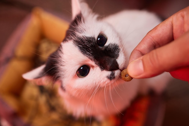 Proprietário do animal de estimação alimentando o gato com grânulos de comida seca da palma da mão Homem mulher dando deleite ao gato Lindo gatinho felino listrado doméstico