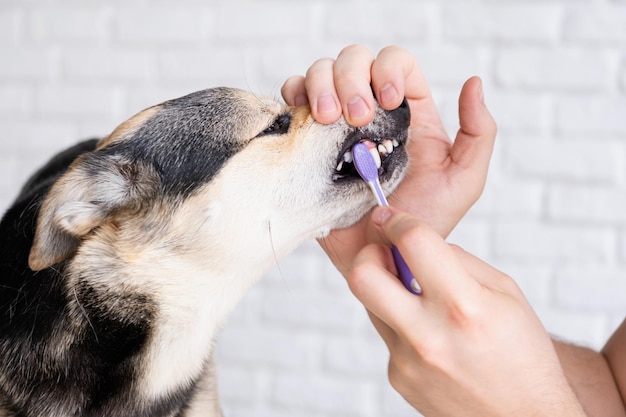 Proprietário escovando os dentes de cachorro fofo em casa