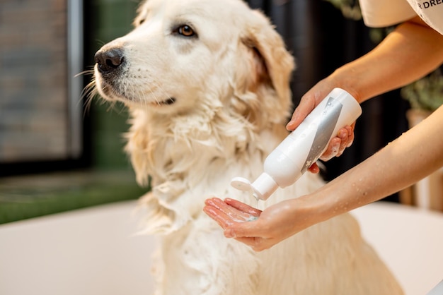 Proprietário lavando cachorro com shampoo