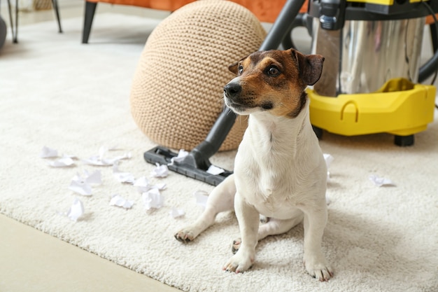 Proprietário limpando carpete atrás de cachorro travesso