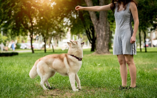 Proprietário treina o cão husky no parque