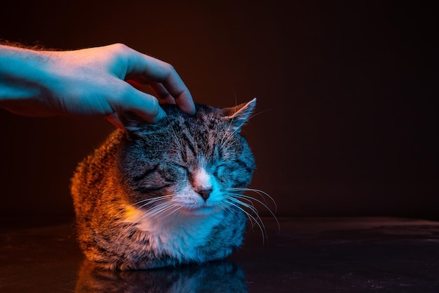 Proprietários anônimos acariciando o gato no escuro com filtros de cores