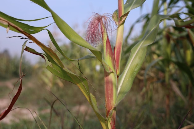 Las prósperas plantaciones de maíz verde