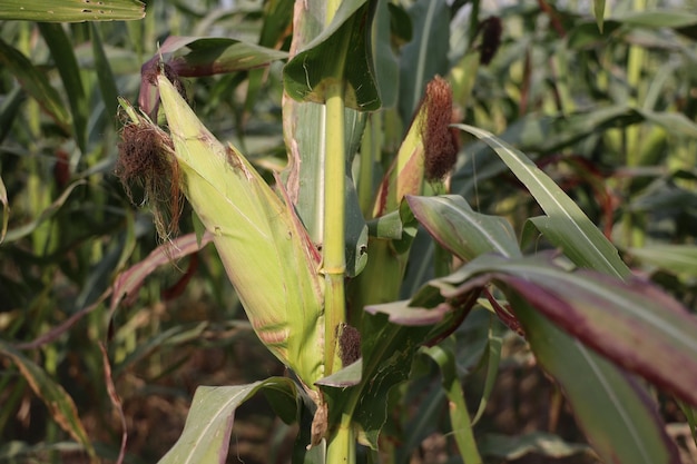 Las prósperas plantaciones de maíz verde