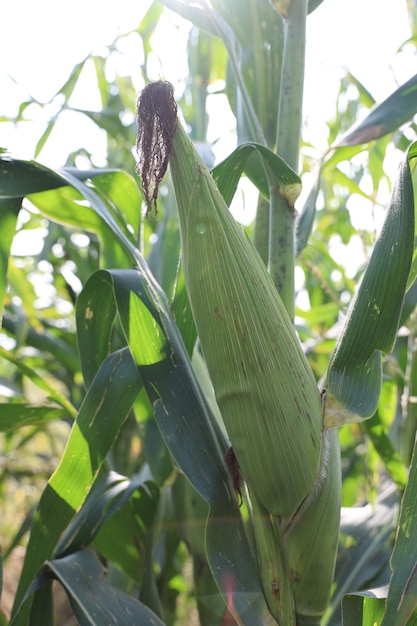 Las prósperas plantaciones de maíz verde