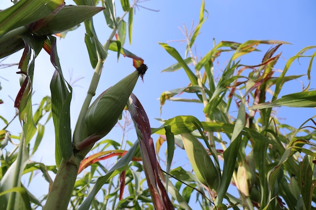 Las prósperas plantaciones de maíz verde