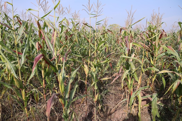 Las prósperas plantaciones de maíz verde