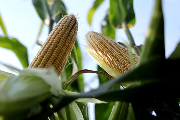 Las prósperas plantaciones de maíz verde