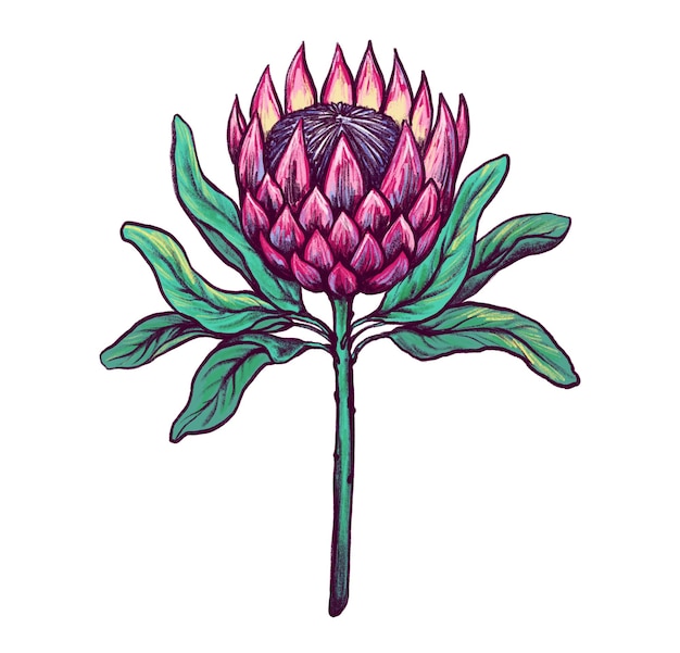 Protea-Blume Handgezeichnete botanische Illustration Farbtintenskizze Strichzeichnungen isoliert auf weißem Hintergrund