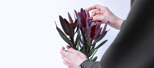 Protea crescendo sem uma flor