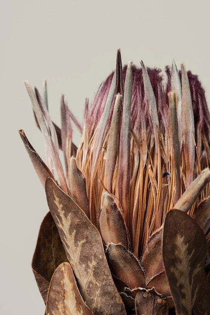 Protea rosa seca con hojas sobre un fondo gris