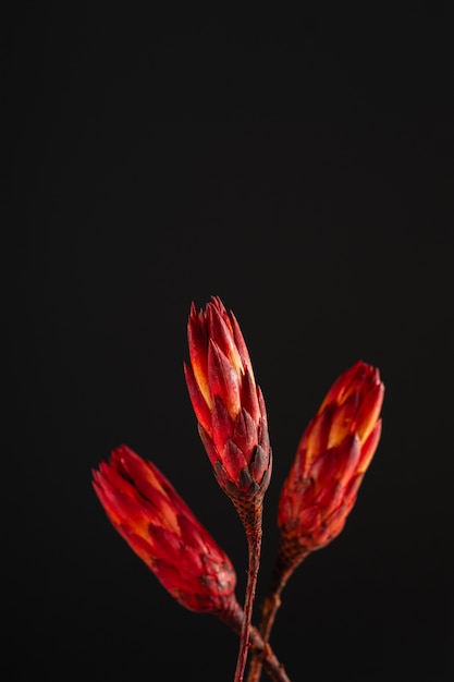 Protea seca sobre un fondo oscuro