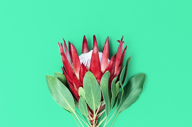 Foto proteas de flores grandes exóticas con pétalos rojos y hojas verdes sobre un fondo de papel brillante concepto de vacaciones con flor natural vista superior y espacio de copia composición mínima