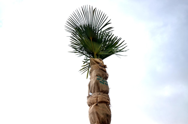 Foto proteção de uma palmeira durante o inverno