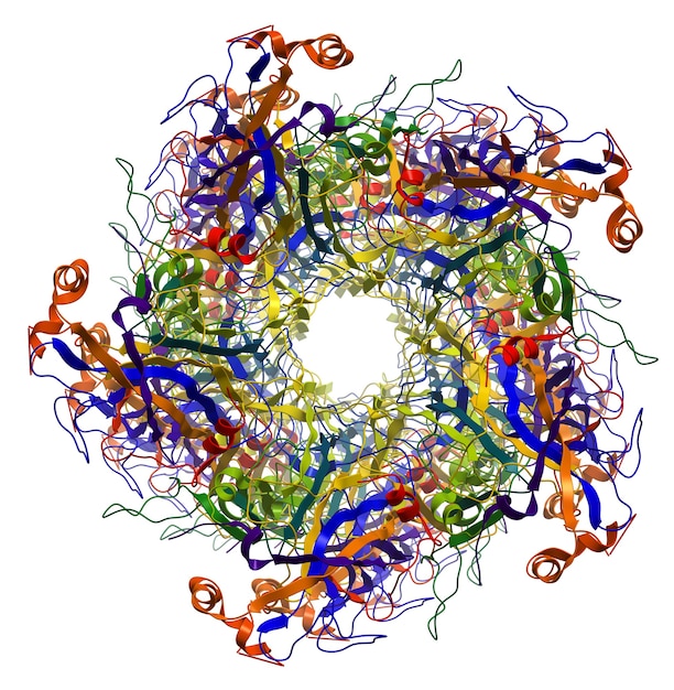 Proteína principal de la cápside L1 de la estructura molecular del virus del papiloma humano tipo 16