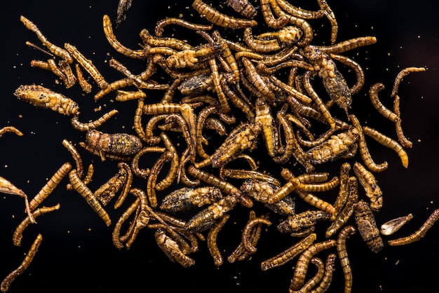 Proteinquelle für essbare Insekten und Würmer