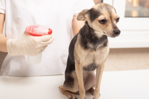 Proteja a su mascota de las garrapatas. Chica trata a un perro de un spray antes de un paseo