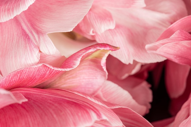 Protetor de tela macro de pétalas de flores rosa delicadas