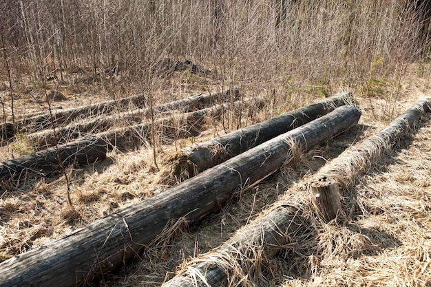 Protokolliert das alte trockene Gras und die Büsche trocken