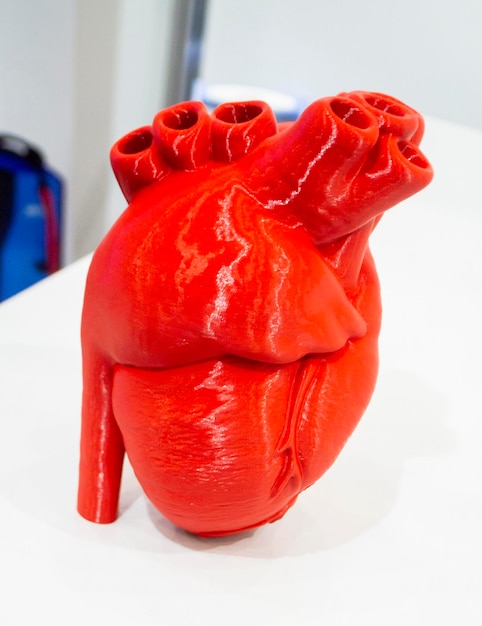 Un prototipo de un corazón humano impreso a partir de plástico rojo fundido modelo de un corazon humano impreso en un