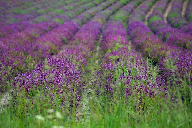 Provença - campo de lavanda