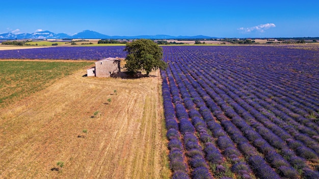 Provence-Haus im schönen Lavendelfeld