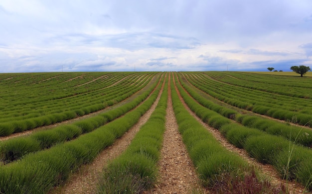 Foto provence - lavendelfeld