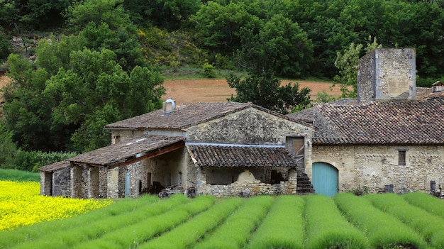 Provence - Lavendelfeld