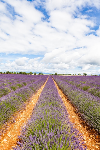 Provence-Region, Frankreich. Lavanderfeld Ende Juni