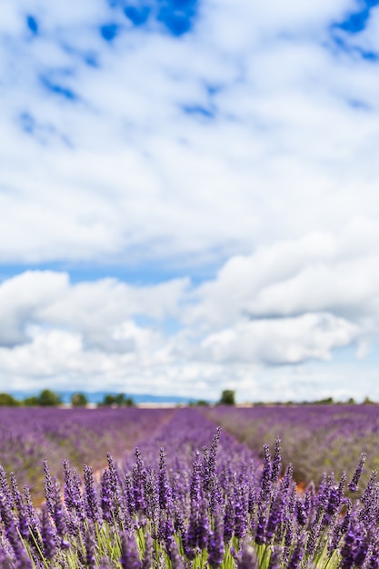 Provence-Region, Frankreich. Lavanderfeld Ende Juni