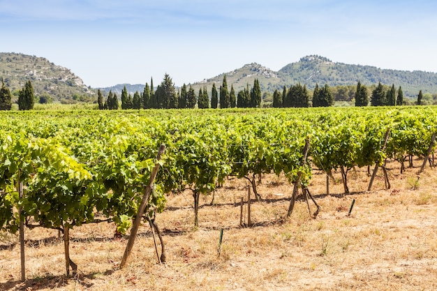 Provence-Region in Südfrankreich. Ein perfekter Weinberg im Juli.