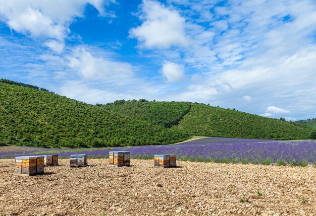 Provence, Südfrankreich. Bienenstock für die Lavendelhonigproduktion.