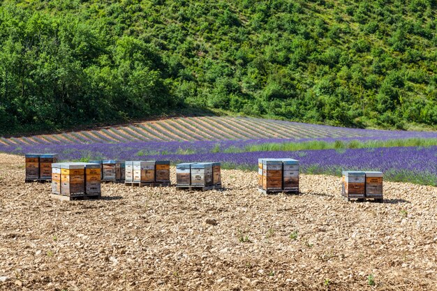 Provenza, sur de Francia. Colmena dedicada a la producción de miel de lavanda.