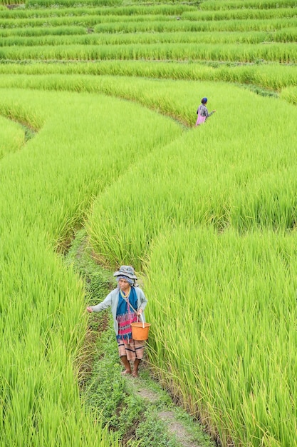 Província de chiang mai, tailândia. agricultor de arroz semeie o grão em pa bong piang, no norte da tailândia