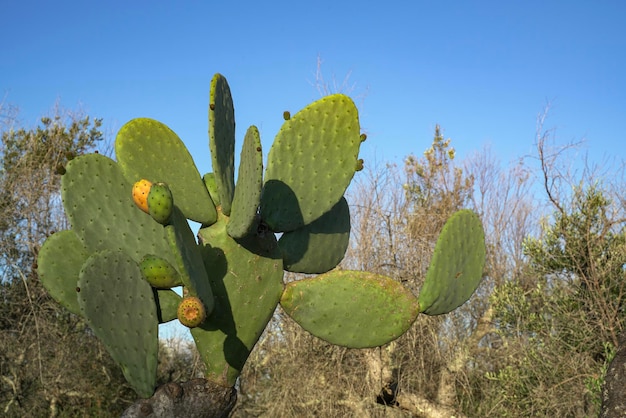 Foto próxima planta de pêra espinhosa em lecce, itália, com céu azul