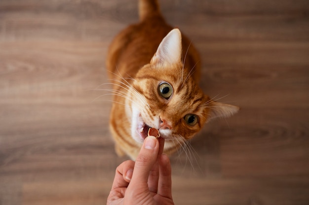 Próximo a comer animais de estimação adoráveis