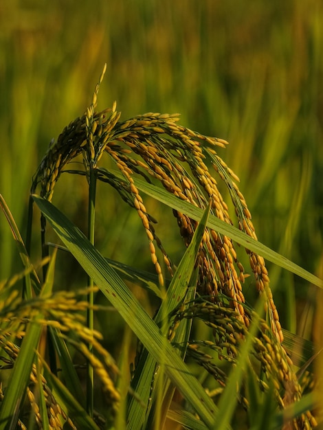 Foto próximo da planta de arroz paddy