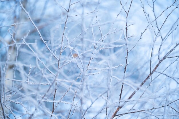 Próximo de galhos de bétula na geada Galhos de inverno frio na neve e no gelo