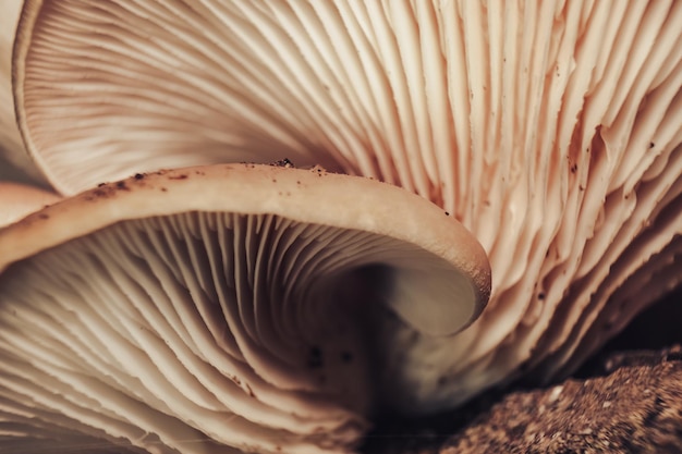 Próximo plano Belos cogumelos em crescimento na luz amarela árvore textura de fundo Fotografia macro