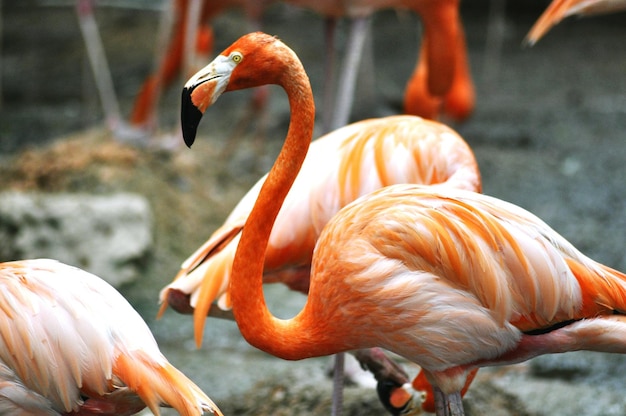 Próximo plano de flamingos