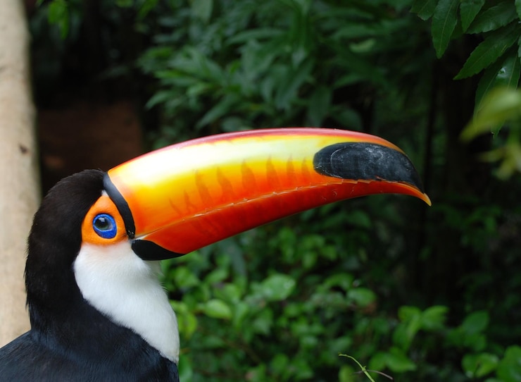 Foto próximo plano de tucano