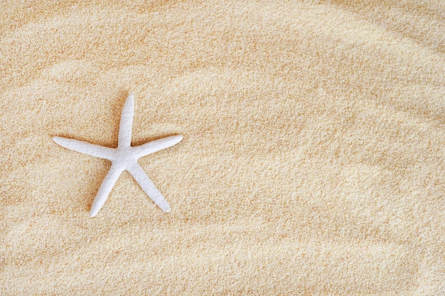 Próximo plano de uma estrela do mar