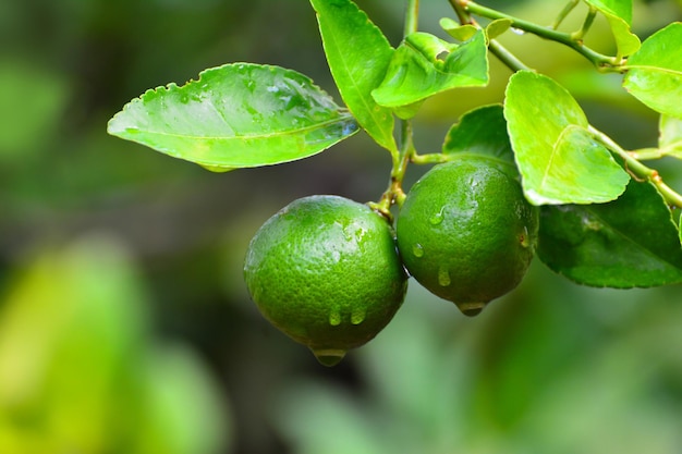 Próximo plano dos frutos na planta