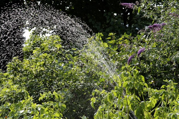 El proyecto Biogartenbewasserung