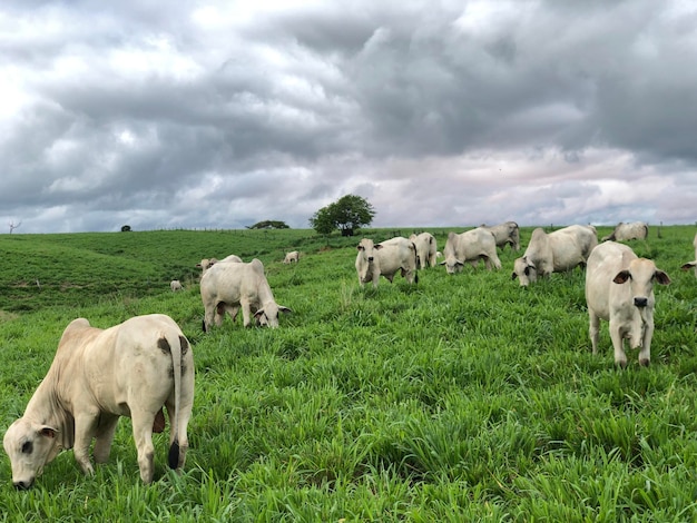 Proyecto de pastoreo intensivo tropical para el ganado vacuno de Belle Nellore en Brasil