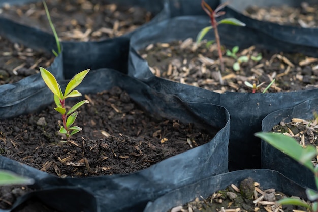 Prozess des Jätens von Unkraut Haken für den heimischen Outdoor-Garten-Grabfeld-Kultivator