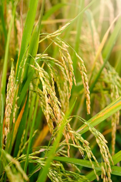 Prueba de conversión de arroz en campo en Asia