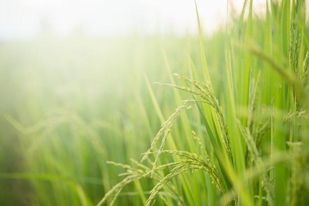 Prueba de conversión de arroz en campo en el norte de Tailandia, color amarillo arroz y espacio de copia. Espiga de arroz dorado en la agricultura y la granja de arroz asiático orgánico.